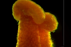 Cuscuta lindsayi -- styles & stigma