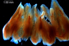 Cuscuta lindsayi --corolla, dissected