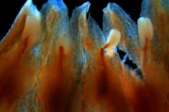 Cuscuta lindsayi --corolla, dissected