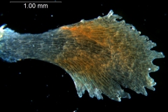 Cuscuta lindsayi -- infrastaminal scale detached