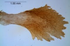 Cuscuta lindsayi -- infrastaminal scale detached