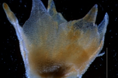 Cuscuta nitida - calyx, 3D