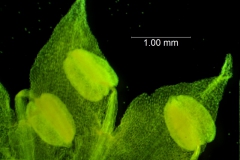 Cuscuta nitida  - corolla lobes and stamens