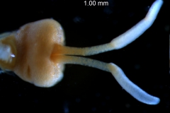 Cuscuta nitida  - gynoecium