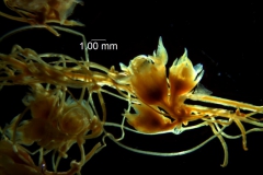 Cuscuta nitida  - inflorescence