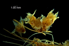 Cuscuta nitida  - inflorescence