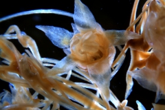 Cuscuta nitida  - Cuscuta nitida  - inflorescence fragment