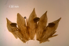 Cuscuta nitida  - corolla, dissected