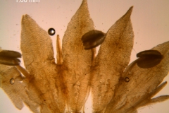 Cuscuta nitida  - corolla, dissected