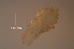 Cuscuta nitida  - infrastaminal scale detached