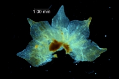 Cuscuta nitida  - calyx, dissected
