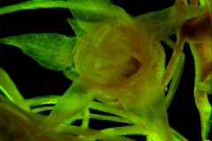 Cuscuta nitida  - flower