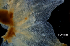 Cuscuta nitida  - calyx lobes detail