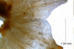 Cuscuta nitida  - calyx lobes detail