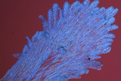 Cuscuta nitida  - infrastaminal scale detail