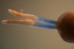 Cuscuta nitida  - gynoecium detail