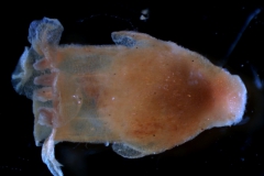 Cuscuta chilensis - flower