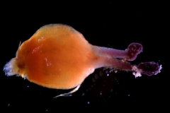 Cuscuta chilensis  - gynoecium