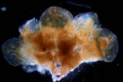 Cuscuta chilensis  - calyx, dissected