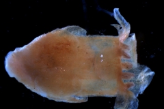 Cuscuta chilensis  - flower