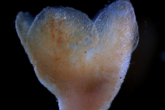 Cuscuta chilensis  - calyx, 3D