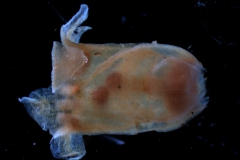 Cuscuta chilensis  - corolla, 3D