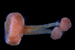 Cuscuta chilensis  -capsule