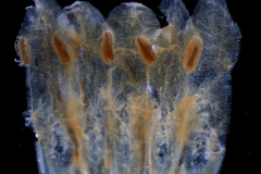 Cuscuta chilensis  - corolla, dissected