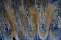 Cuscuta chilensis  - infrastaminal scales