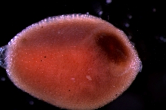 Cuscuta chilensis  - seed