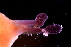 Cuscuta chilensis  - styles and stigma