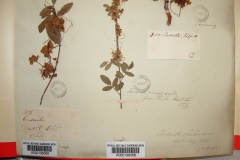 Cuscuta chilensis  - TYPE (K)