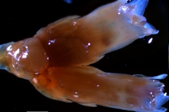 Cuscuta chilensis - inflorescence fragment