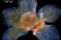 Cuscuta chilensis  - calyx, dissected