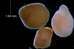 Cuscuta chilensis  - seeds