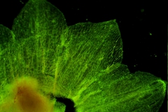 Cuscuta chilensis  - calyx lobes