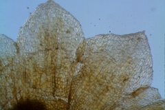 Cuscuta chilensis  - calyx lobes