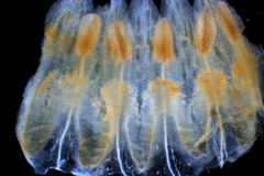 Cuscuta chilensis  - corolla, dissected