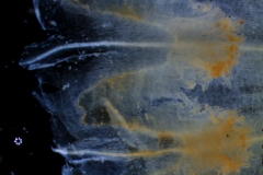 Cuscuta chilensis  - infrastaminal scales