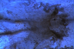 Cuscuta chilensis  - infrastaminal scale detail