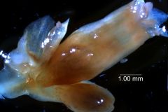 Cuscuta chilensis  - inflorescence fragment