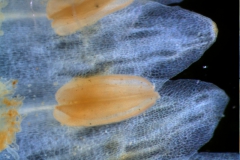 Cuscuta chilensis  - corolla lobes