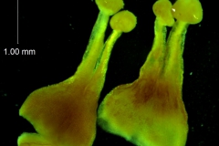 Cuscuta chilensis  - gynoecium & capsule