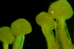 Cuscuta chilensis  - stigma