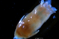 Cuscuta chilensis  - flower