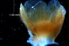 Cuscuta chilensis  - calyx, 3D