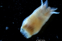 Cuscuta chilensis  - corolla, 3D