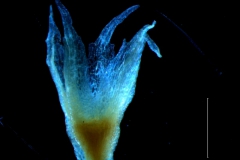 Cuscuta lacerata - calyx, 3D