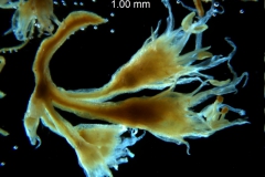 Cuscuta lacerata - inflorescence fragment