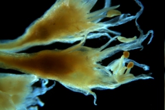 Cuscuta lacerata - flowers